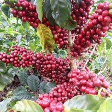 Load image into Gallery viewer, Colombia Finca La Cuchilla
